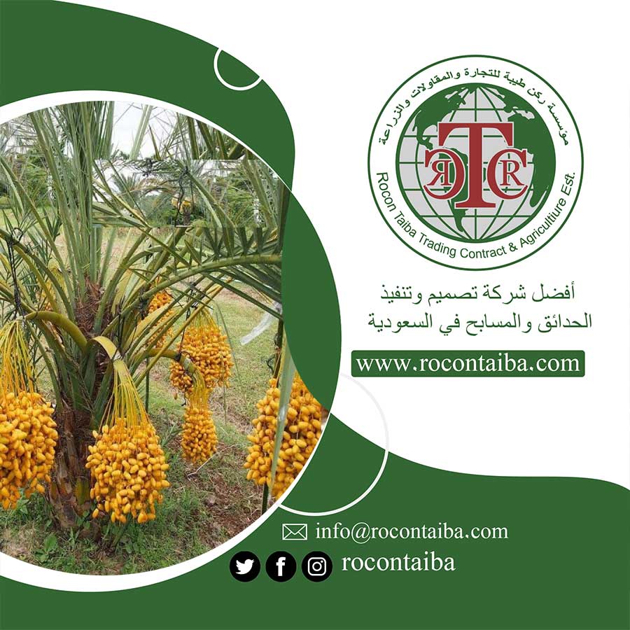 تكريب النخيل بالرياض