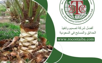 شركة تكريب النخيل بالدمام 0580534763
