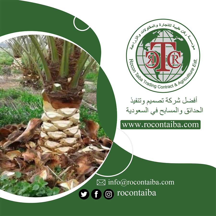 تكريب النخيل بالرياض